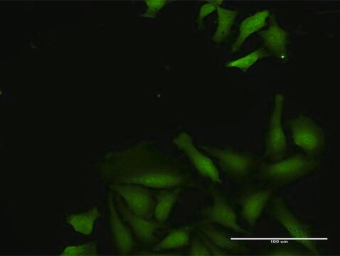 Anti-CDADC1 antibody produced in rabbit purified immunoglobulin, buffered aqueous solution