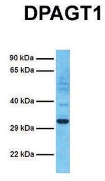 Anti-DPAGT1 (C-terminal) antibody produced in rabbit affinity isolated antibody