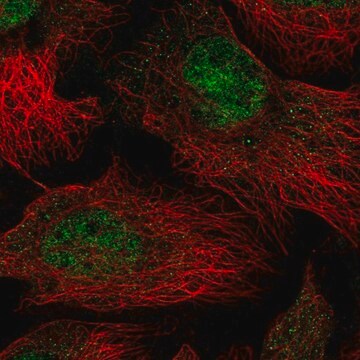 Anti-THOC5 antibody produced in rabbit Prestige Antibodies&#174; Powered by Atlas Antibodies, affinity isolated antibody