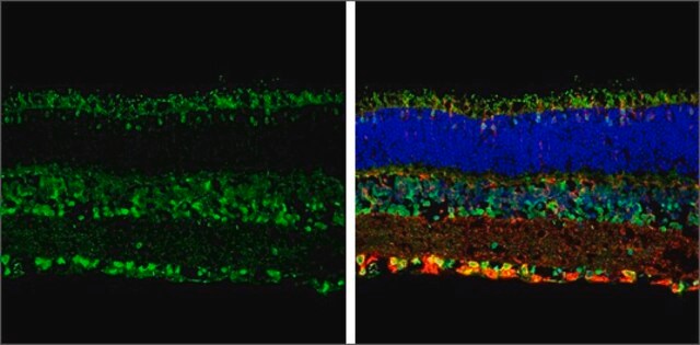 Anti-OPN3 (N-terminal) antibody produced in rabbit affinity isolated antibody, buffered aqueous solution