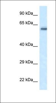 Anti-FRMD5 antibody produced in rabbit affinity isolated antibody