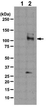 Anti-phospho-Mypt1 (Ser507) Antibody from rabbit, purified by affinity chromatography