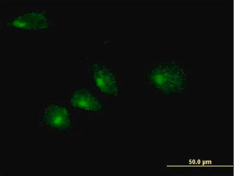 Anti-GOSR2 antibody produced in mouse IgG fraction of antiserum, buffered aqueous solution