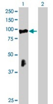 Anti-RHOBTB2 antibody produced in mouse purified immunoglobulin, buffered aqueous solution