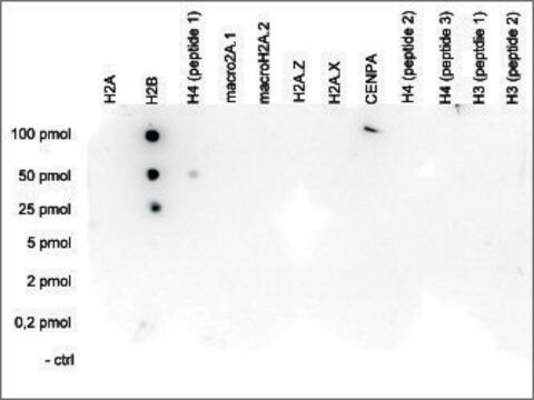 Imprint® Anti-H2Bpan antibody produced in rabbit affinity isolated ...