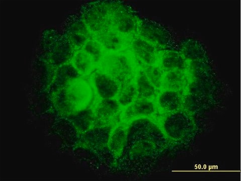 Monoclonal Anti-TRIB3 antibody produced in mouse clone 1H2, purified immunoglobulin, buffered aqueous solution