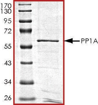 PP1A, active, GST tagged human recombinant, expressed in baculovirus infected Sf9 cells, &#8805;70% (SDS-PAGE), buffered aqueous glycerol solution