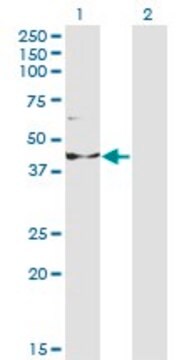 Monoclonal Anti-INPP1 antibody produced in mouse clone 1A6, purified immunoglobulin, buffered aqueous solution