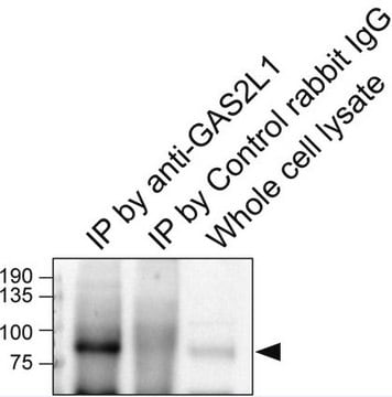 Anti-GAS2L1 from rabbit