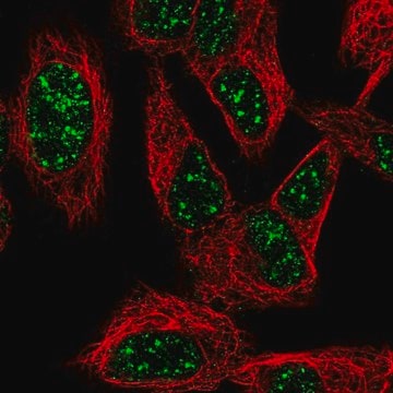 Anti-SNURF antibody produced in rabbit Prestige Antibodies&#174; Powered by Atlas Antibodies, affinity isolated antibody