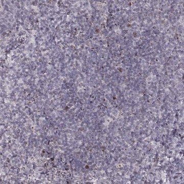 Anti-NDC1 antibody produced in rabbit Prestige Antibodies&#174; Powered by Atlas Antibodies, affinity isolated antibody