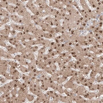 Anti-KDM1B antibody produced in rabbit Prestige Antibodies&#174; Powered by Atlas Antibodies, affinity isolated antibody, buffered aqueous glycerol solution