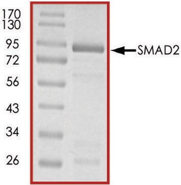 SMAD2, GST tagged human recombinant, expressed in E. coli, &#8805;70% (SDS-PAGE), buffered aqueous glycerol solution