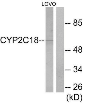 Anti-Cytochrome P450 2C8 antibody produced in rabbit affinity isolated antibody