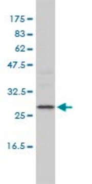 Monoclonal Anti-DEPC-1 antibody produced in mouse clone 2A5-4F5, purified immunoglobulin, buffered aqueous solution