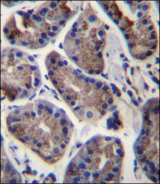 ANTI-SLC9A2 (C-TERM) antibody produced in rabbit IgG fraction of antiserum, buffered aqueous solution