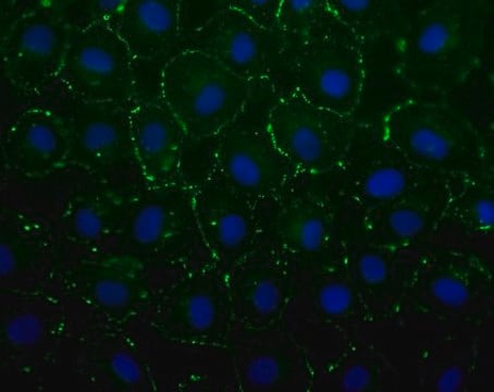 Anticuerpo anti-connexina 43, anticuerpo C-terminal, clon P4G9 clone P4G9, from mouse