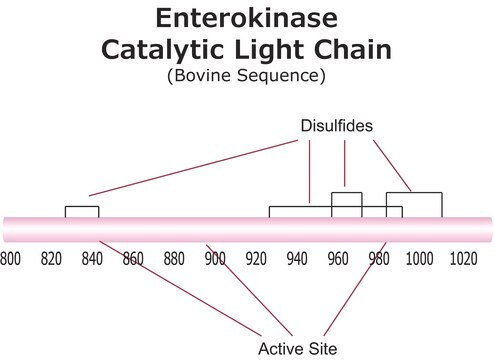 Enterokinase from bovine intestine BioUltra, recombinant, expressed in E. coli, &#8805;20&#160;units/mg protein, &#8805;95% (SDS-PAGE)