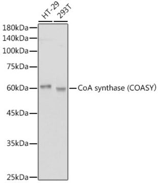 Anti-CoA synthase Antibody, clone 7K2O6, Rabbit Monoclonal