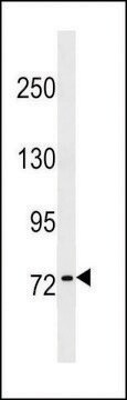 ANTI-KHNYN(C-TERMINAL) antibody produced in rabbit affinity isolated antibody, buffered aqueous solution