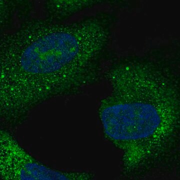 Anti-C15orf61 antibody produced in rabbit Prestige Antibodies&#174; Powered by Atlas Antibodies, affinity isolated antibody