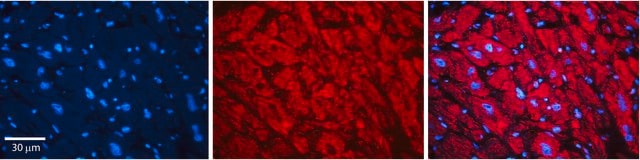 Anti-DAG1 antibody produced in rabbit affinity isolated antibody