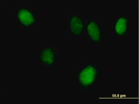 Anti-STAT6 antibody produced in mouse purified immunoglobulin, buffered aqueous solution