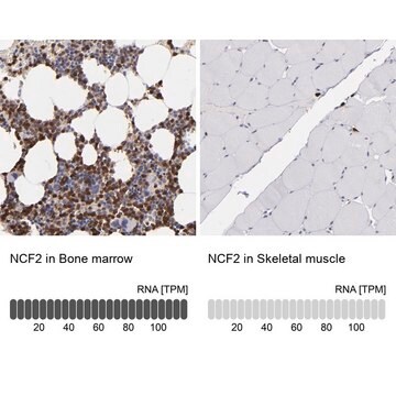 Anti-NCF2 antibody produced in rabbit Ab1, Prestige Antibodies&#174; Powered by Atlas Antibodies, affinity isolated antibody, buffered aqueous glycerol solution