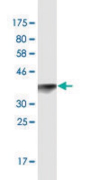 Monoclonal Anti-TOPORS antibody produced in mouse clone 6D2, ascites fluid, solution