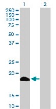 Anti-DCTD antibody produced in rabbit purified immunoglobulin, buffered aqueous solution