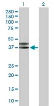 Anti-CD207 antibody produced in mouse purified immunoglobulin, buffered aqueous solution