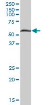 Anti-PXK antibody produced in mouse purified immunoglobulin, buffered aqueous solution