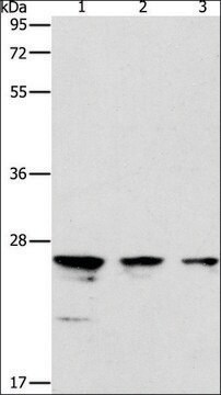 Anti-MOB1B antibody produced in rabbit affinity isolated antibody