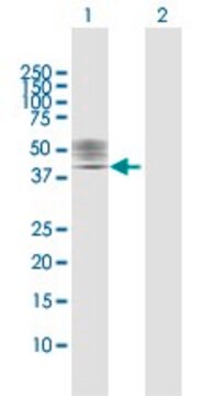 Anti-P2RX1 antibody produced in rabbit purified immunoglobulin, buffered aqueous solution