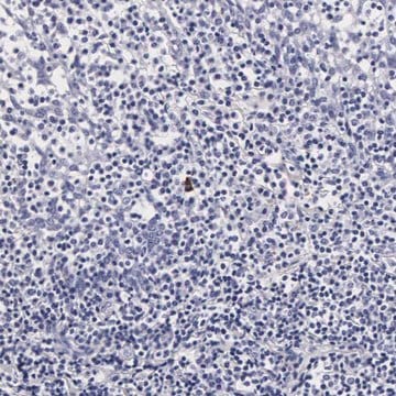 Anti-RNASE6 antibody produced in rabbit Prestige Antibodies&#174; Powered by Atlas Antibodies, affinity isolated antibody, buffered aqueous glycerol solution