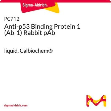 Białko wiążące anty-p53 1 (Ab-1) Królicze pAb liquid, Calbiochem&#174;