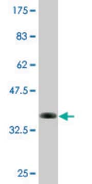 Monoclonal Anti-KLK13, (C-terminal) antibody produced in mouse clone 1G9, purified immunoglobulin, buffered aqueous solution