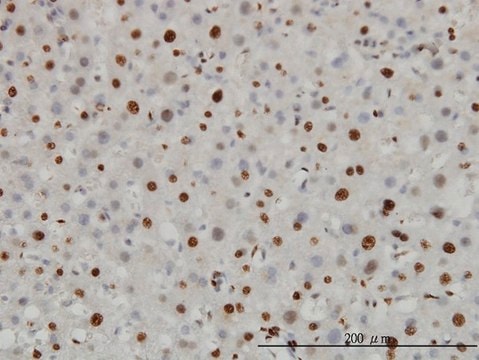 Monoclonal Anti-H3F3B antibody produced in mouse clone 2D7-H1, purified immunoglobulin, buffered aqueous solution