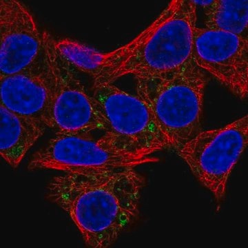 Anti-HSD3B7 antibody produced in rabbit Prestige Antibodies&#174; Powered by Atlas Antibodies, affinity isolated antibody