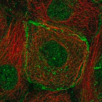 Anti-BMPR2 antibody produced in rabbit Prestige Antibodies&#174; Powered by Atlas Antibodies, affinity isolated antibody