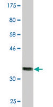 Monoclonal Anti-LEPR antibody produced in mouse clone 2H5, purified immunoglobulin, buffered aqueous solution