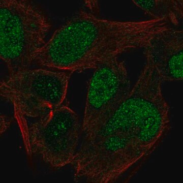 Anti-CABLES1 antibody produced in rabbit Prestige Antibodies&#174; Powered by Atlas Antibodies, affinity isolated antibody