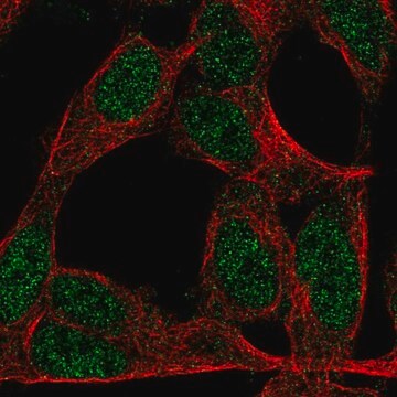 Anti-ZNF423 antibody produced in rabbit Prestige Antibodies&#174; Powered by Atlas Antibodies, affinity isolated antibody