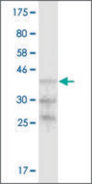 Monoclonal Anti-B4GALT5 antibody produced in mouse clone 4B9, purified immunoglobulin, buffered aqueous solution