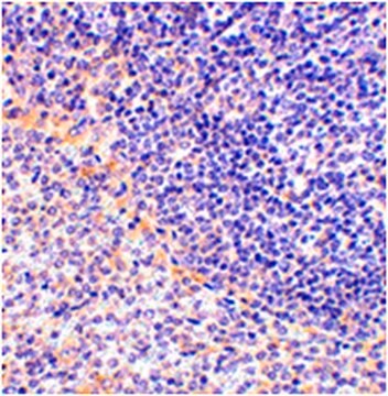 Anti-FAF1 Antibody from rabbit, purified by affinity chromatography