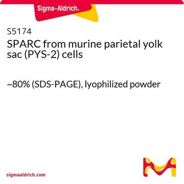 SPARC from murine parietal yolk sac (PYS-2) cells ~80% (SDS-PAGE), lyophilized powder