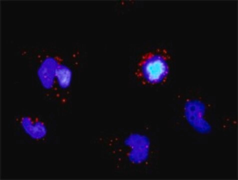 Monoclonal Anti-TRAF3 antibody produced in mouse clone 1C5, purified immunoglobulin, buffered aqueous solution