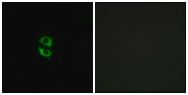 Anti-RPL39, N-Terminal antibody produced in rabbit affinity isolated antibody