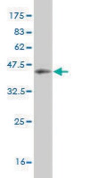 Monoclonal Anti-HUNK antibody produced in mouse clone 2E3, purified immunoglobulin, buffered aqueous solution