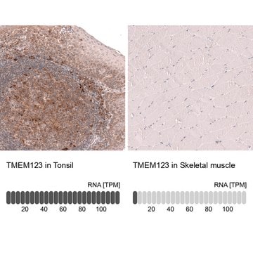 Monoclonal Anti-Tmem123 Antibody Produced In Mouse Prestige Antibodies&#174; Powered by Atlas Antibodies, clone CL14381, affinity isolated antibody, buffered aqueous glycerol solution